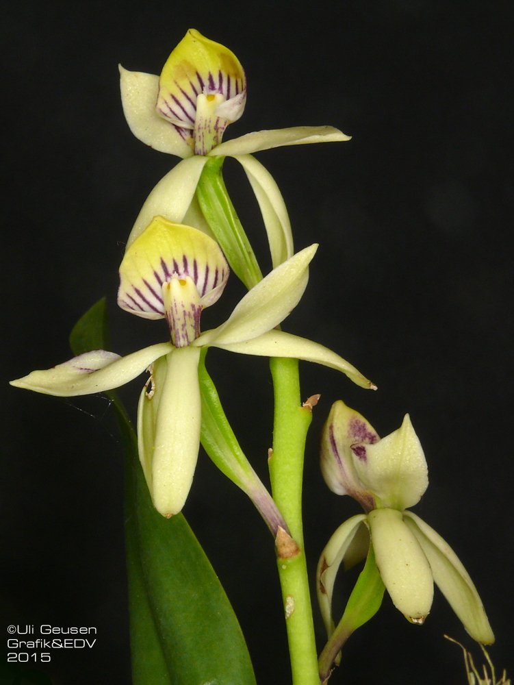 Prosthechea